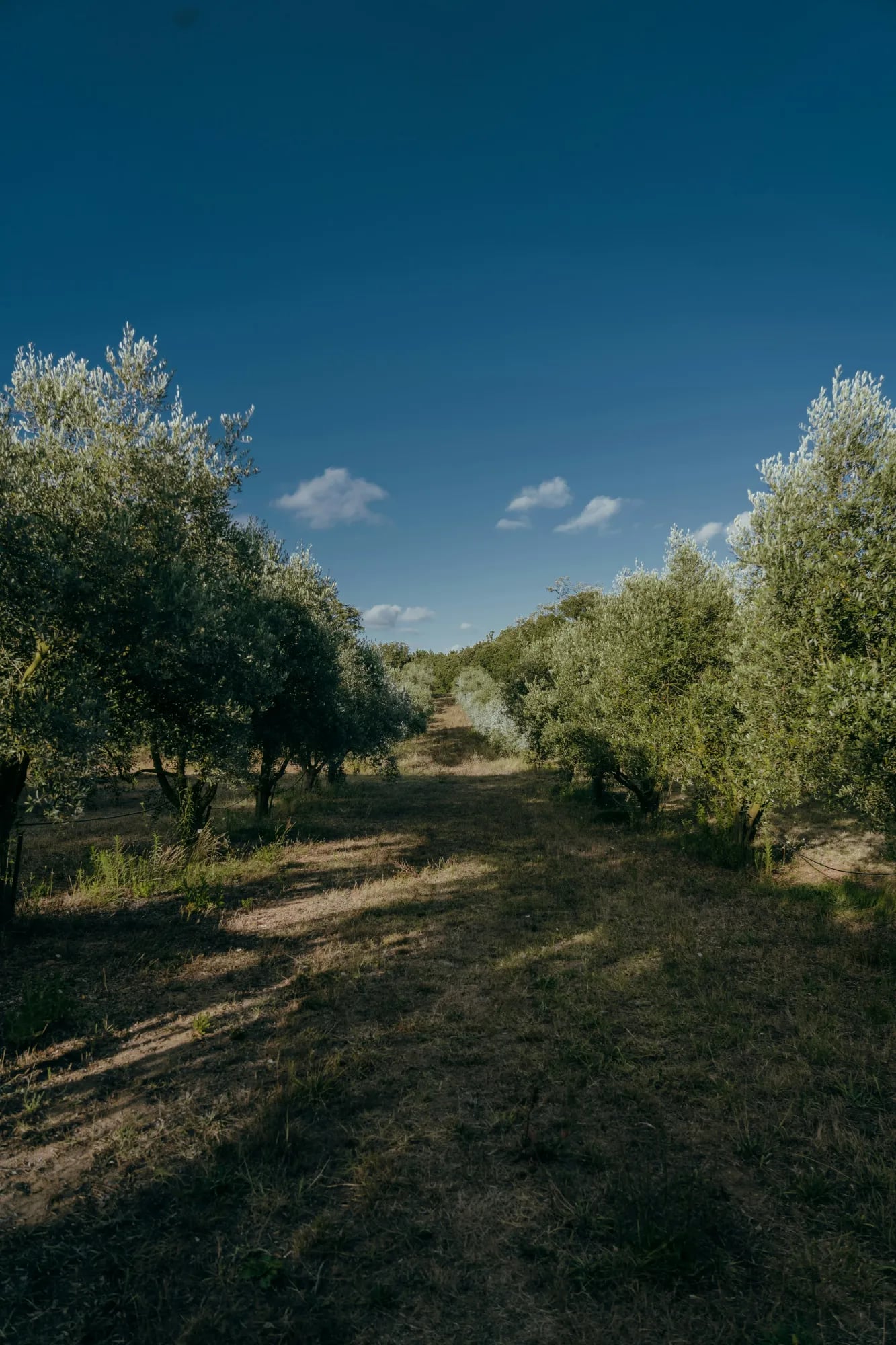 Olivar de la Finca Mimo en el Valle del Genal