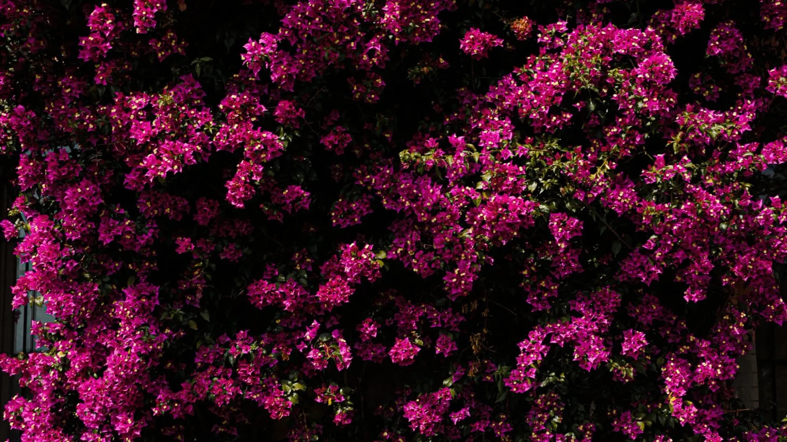 Jardines andaluces de la finca